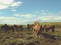 Islandzkie konie na kach Snæfellsnes