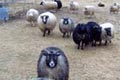 Ciarne owce